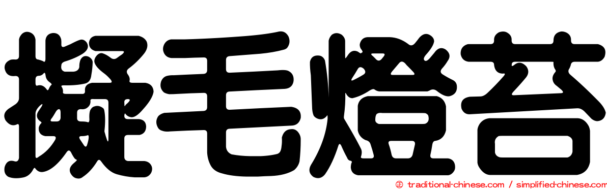 擬毛燈苔