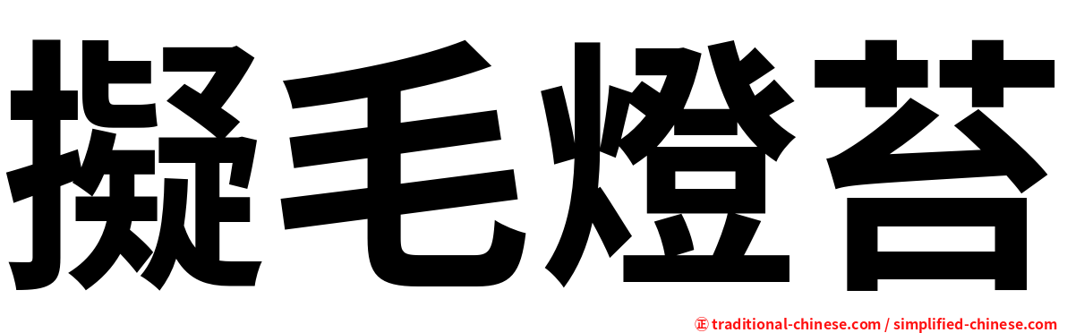 擬毛燈苔
