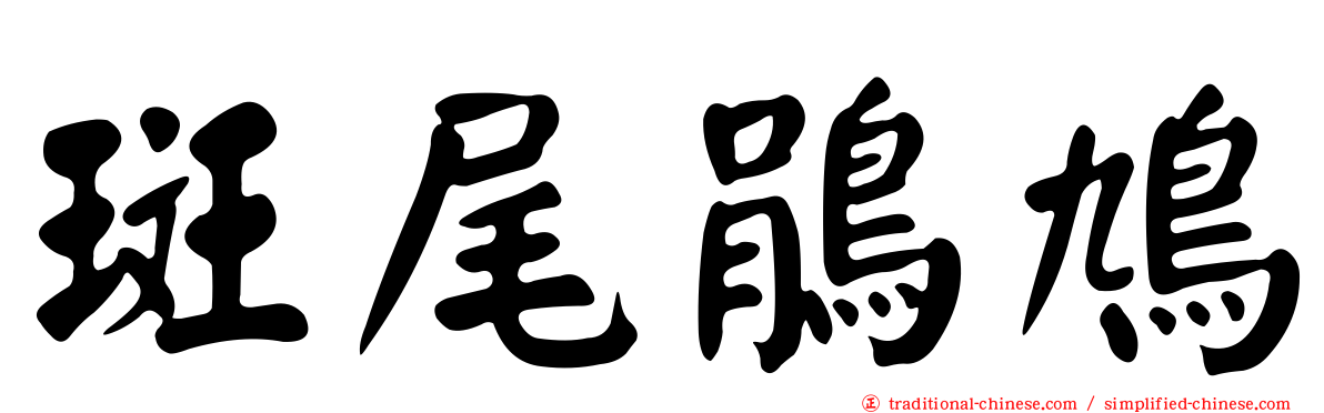 斑尾鵑鳩