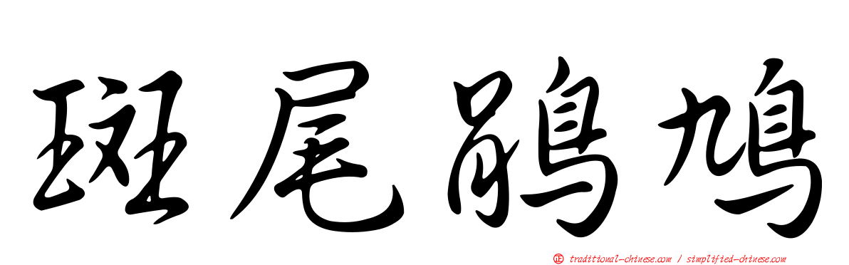 斑尾鵑鳩