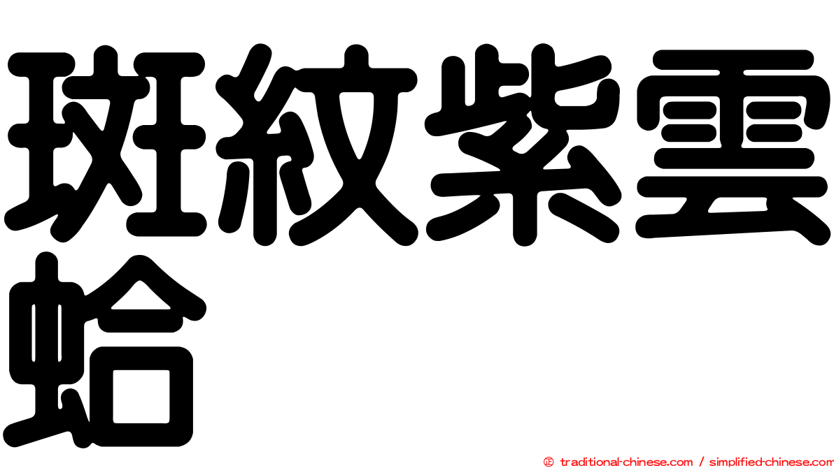 斑紋紫雲蛤