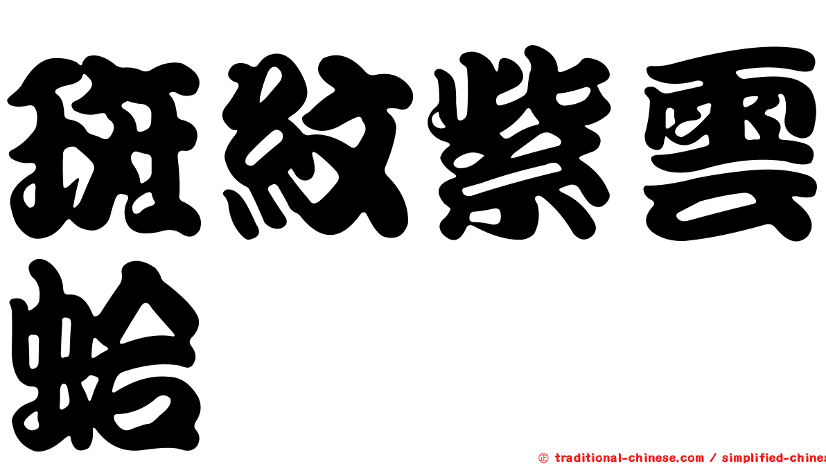 斑紋紫雲蛤