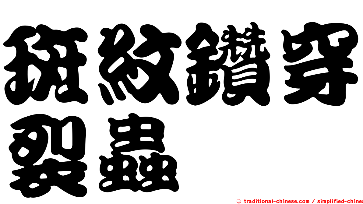 斑紋鑽穿裂蟲