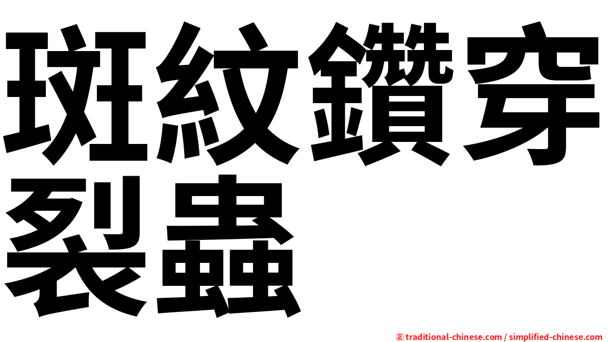 斑紋鑽穿裂蟲