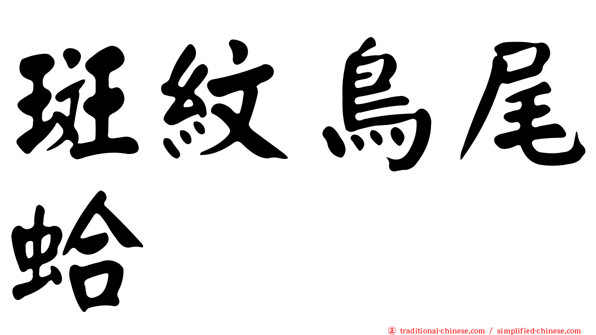 斑紋鳥尾蛤