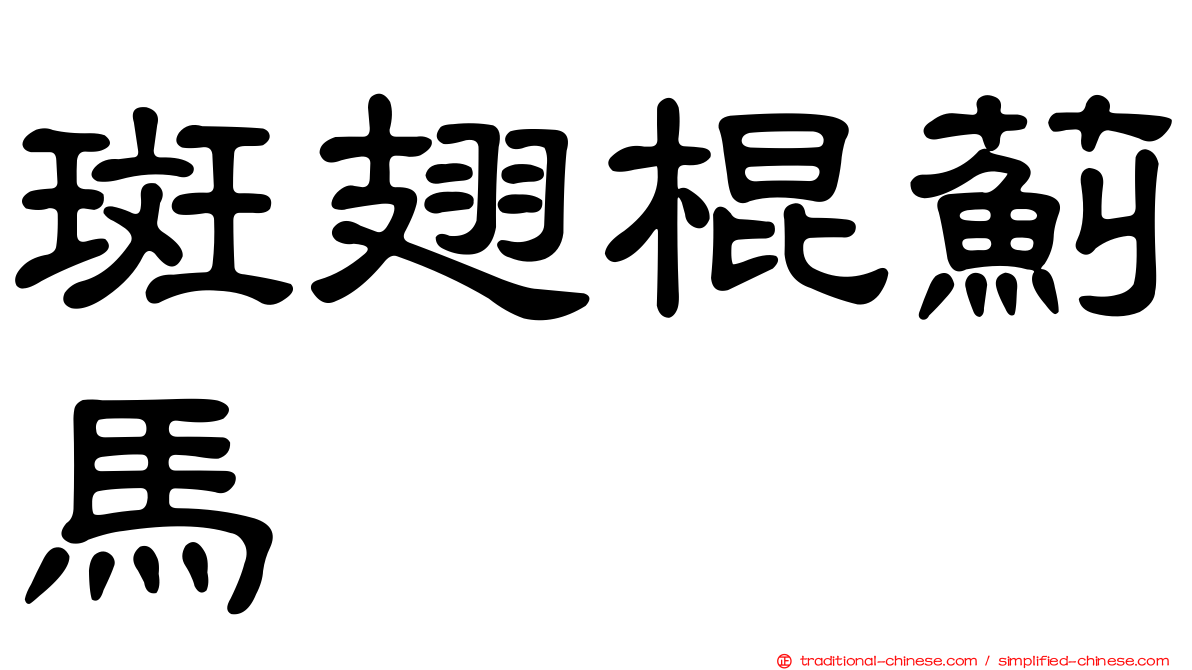 斑翅棍薊馬