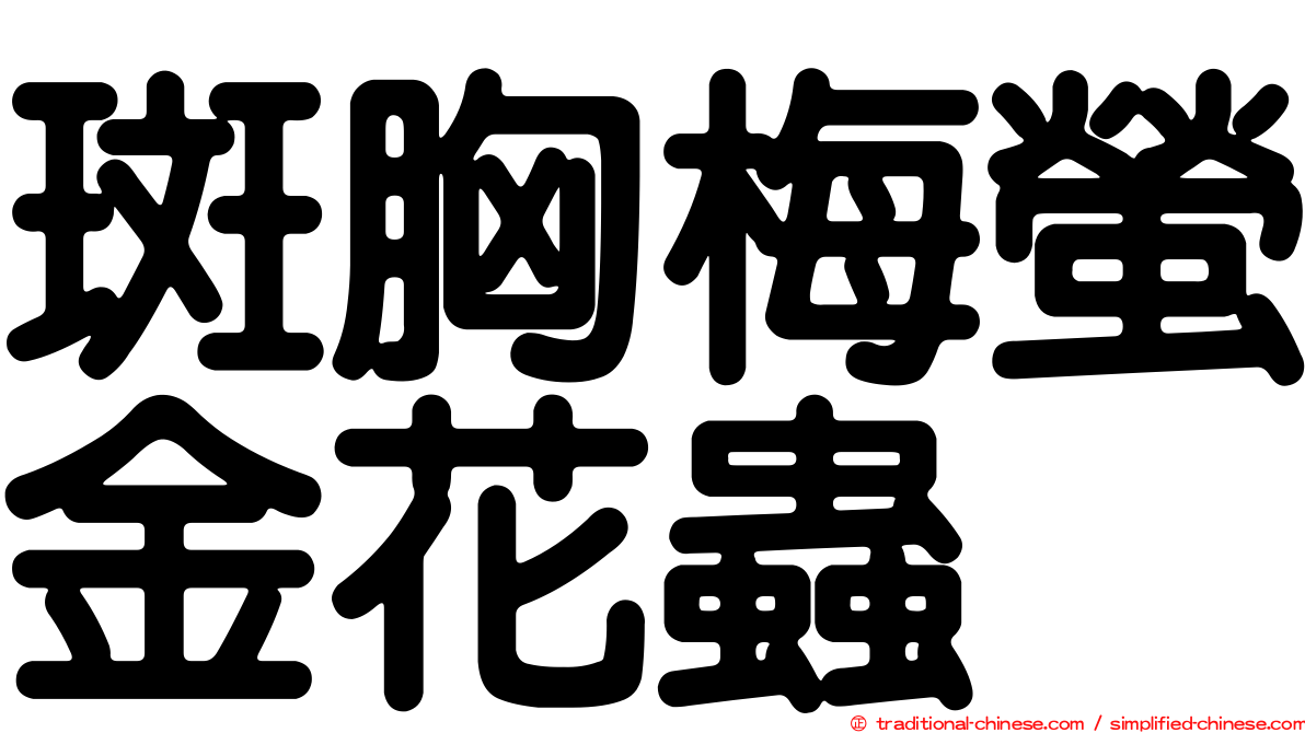 斑胸梅螢金花蟲