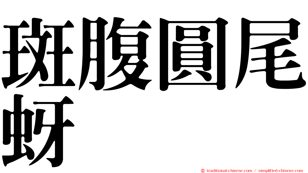 斑腹圓尾蚜