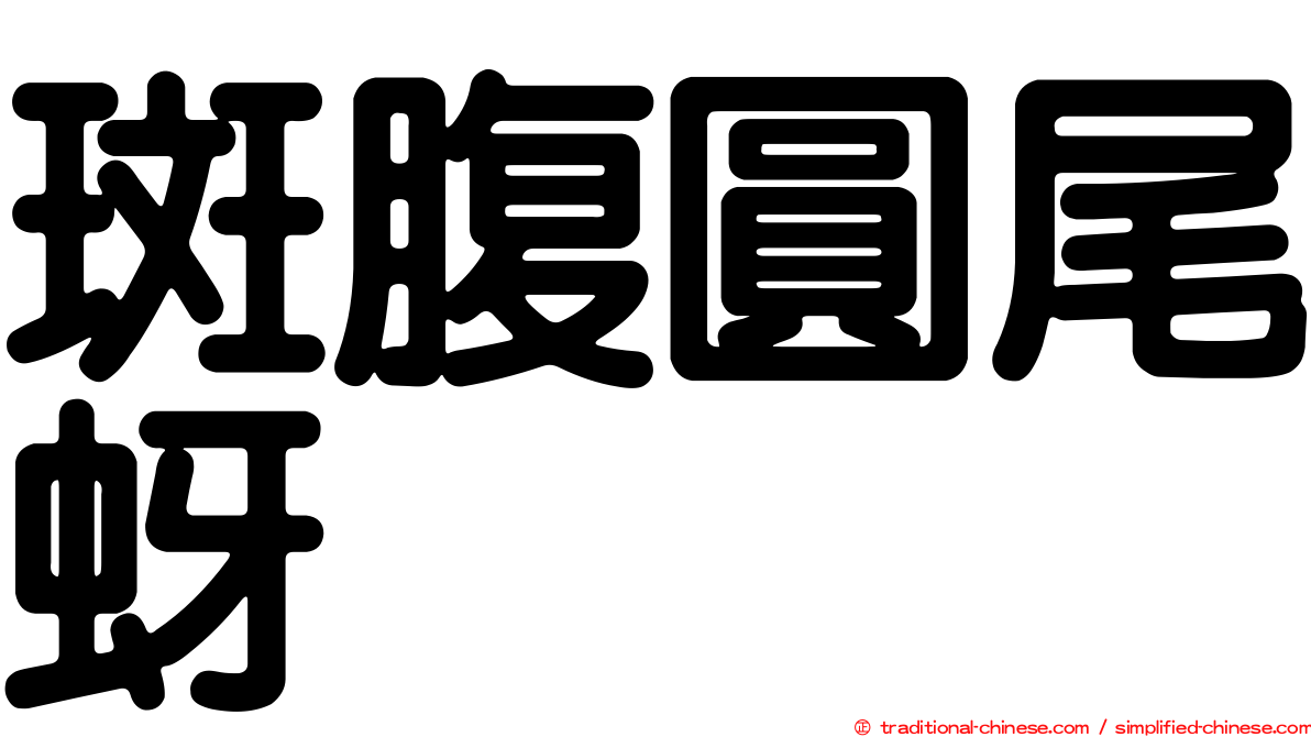 斑腹圓尾蚜