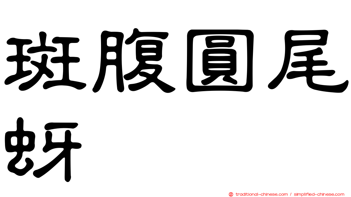 斑腹圓尾蚜