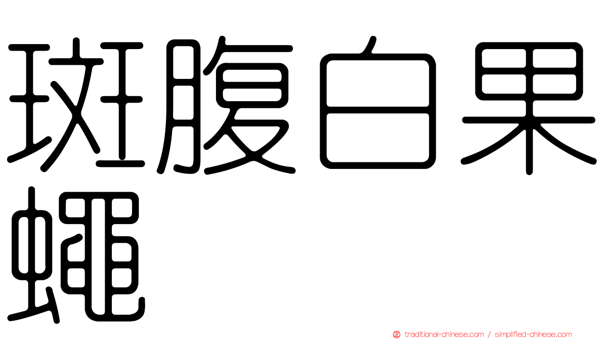 斑腹白果蠅