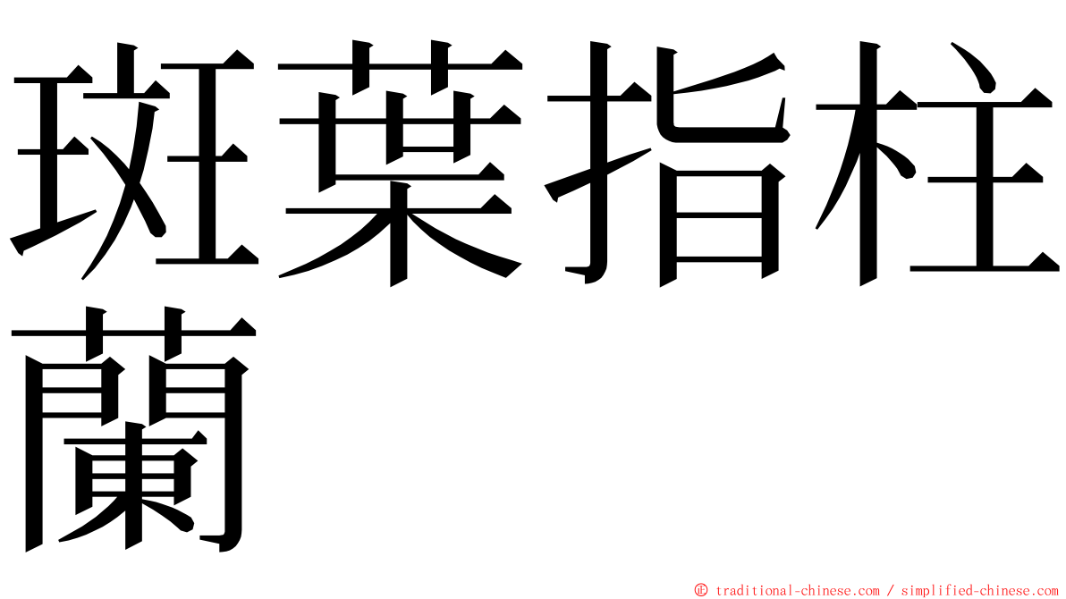 斑葉指柱蘭 ming font