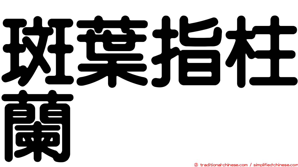 斑葉指柱蘭