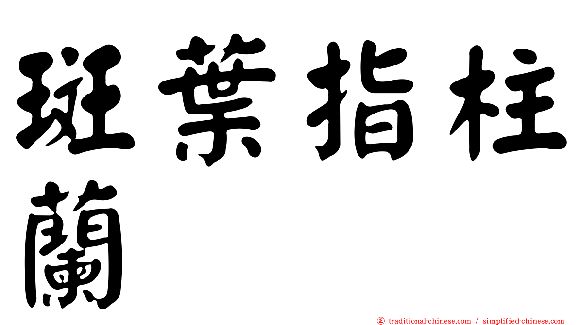斑葉指柱蘭