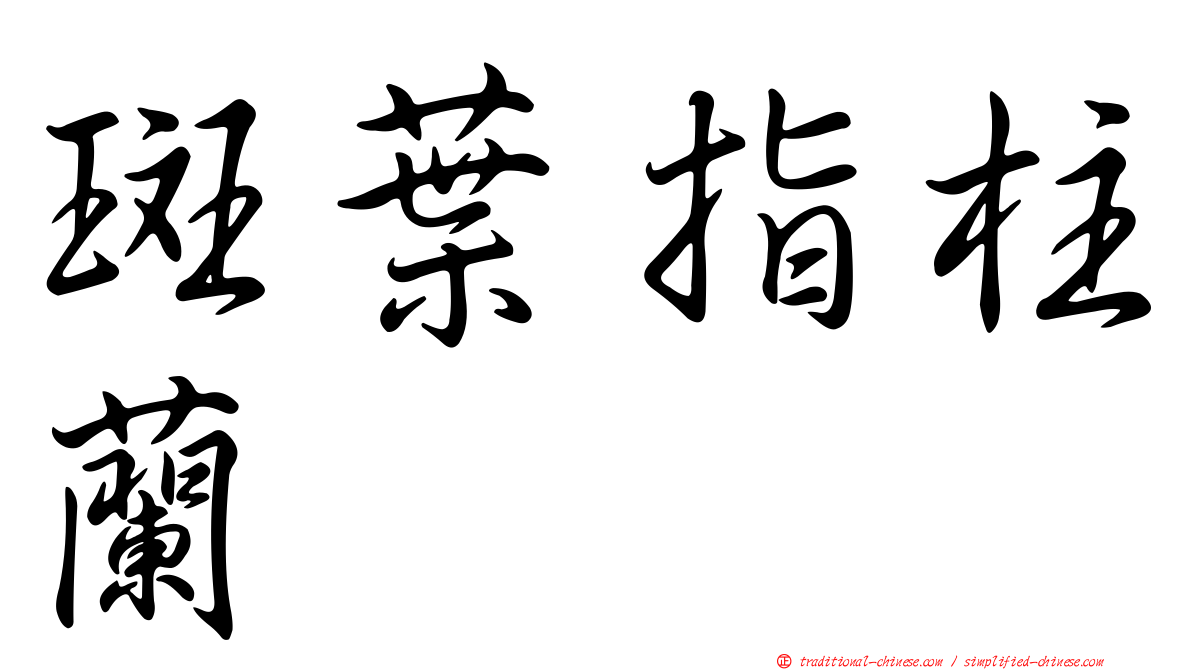 斑葉指柱蘭