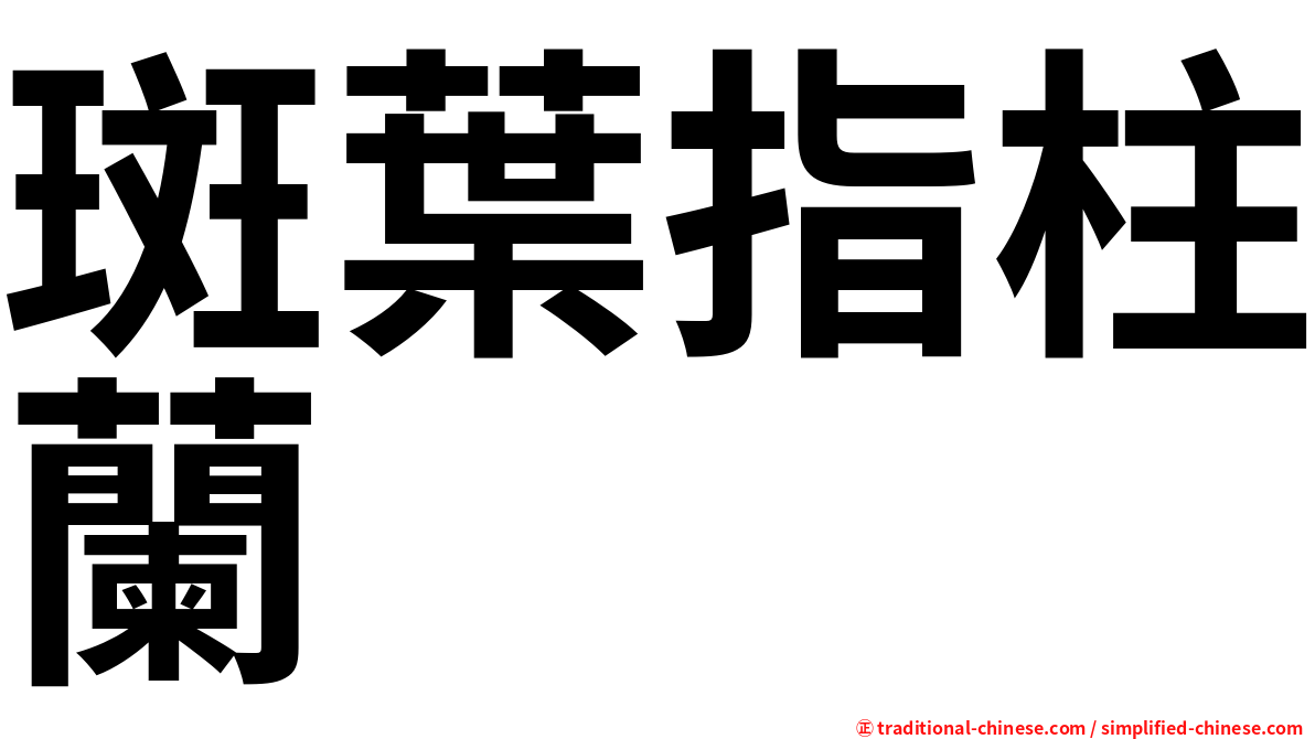 斑葉指柱蘭