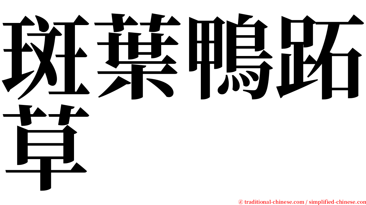斑葉鴨跖草 serif font