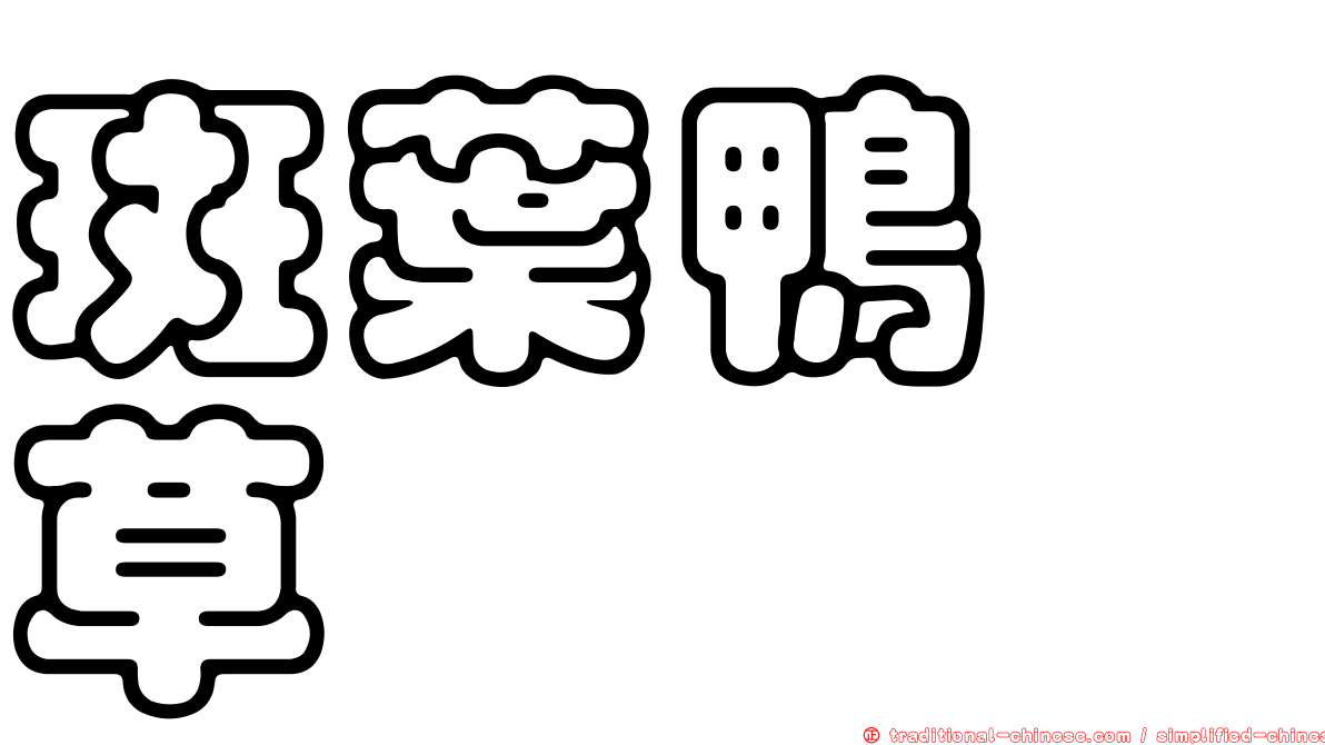 斑葉鴨跖草