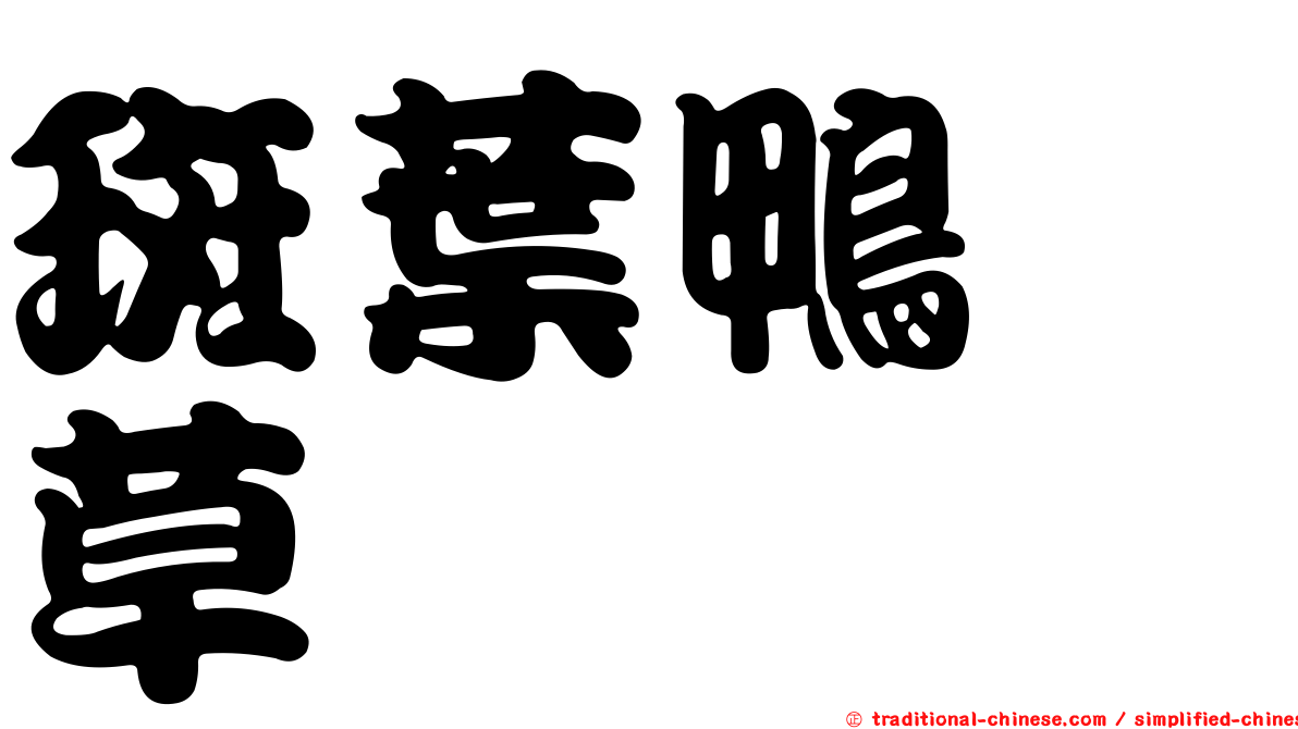 斑葉鴨跖草