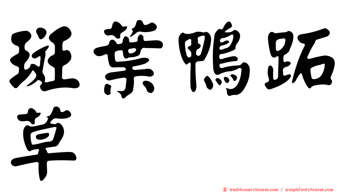 斑葉鴨跖草