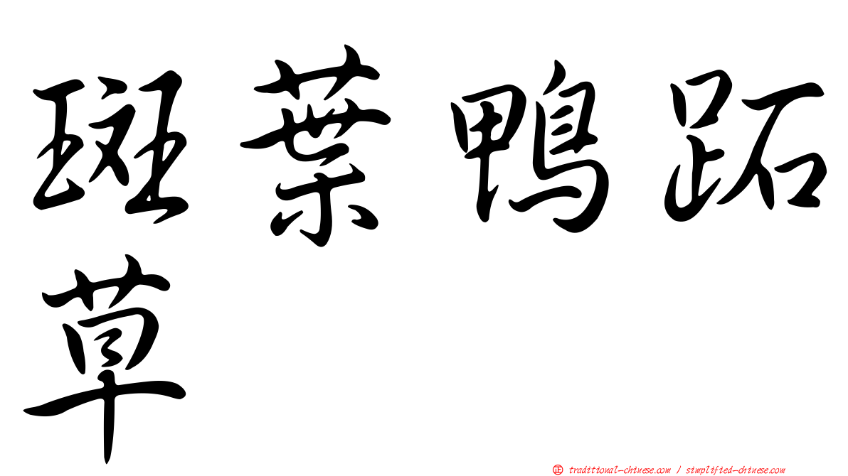斑葉鴨跖草
