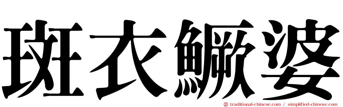 斑衣鱖婆