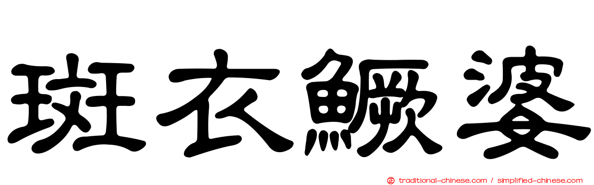 斑衣鱖婆