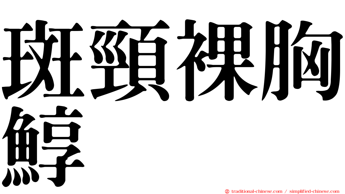 斑頸裸胸鯙
