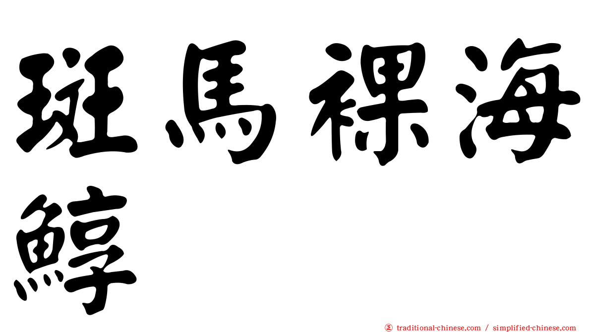 斑馬裸海鯙
