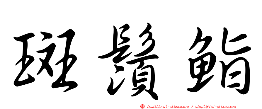斑鬚鮨