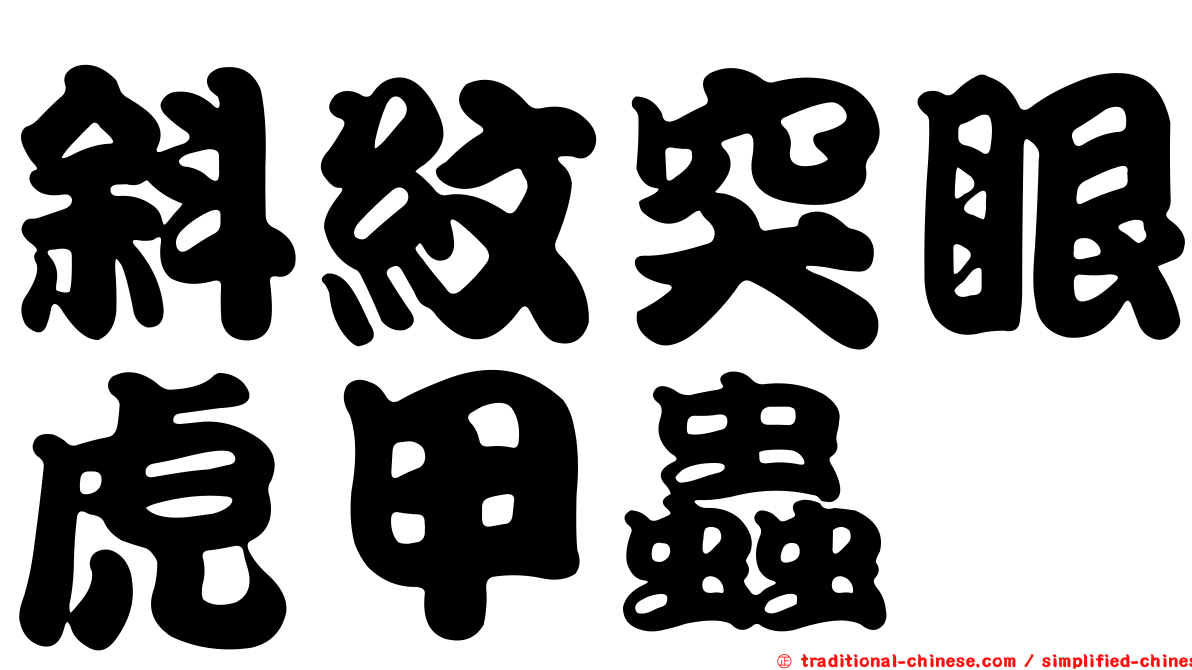 斜紋突眼虎甲蟲