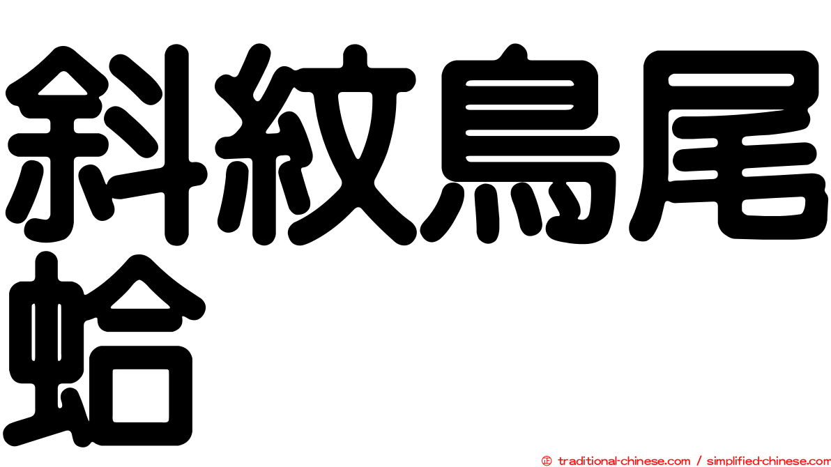 斜紋鳥尾蛤