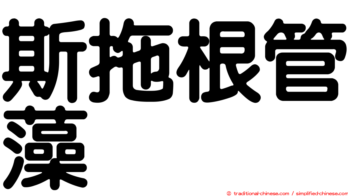 斯拖根管藻