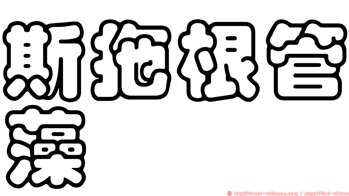 斯拖根管藻
