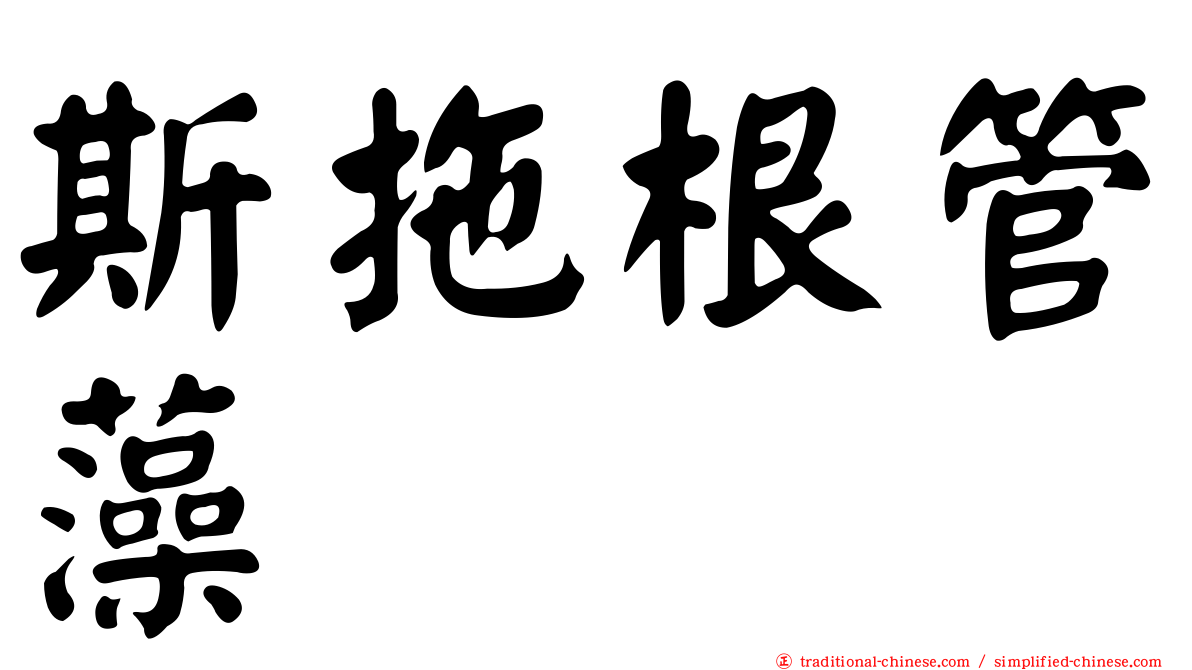 斯拖根管藻