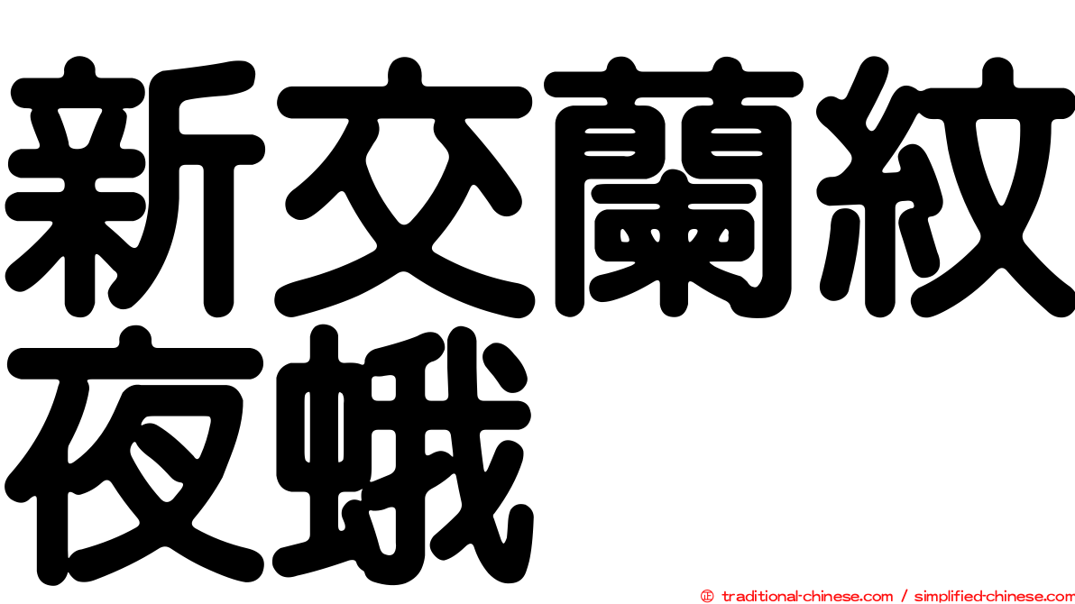 新交蘭紋夜蛾