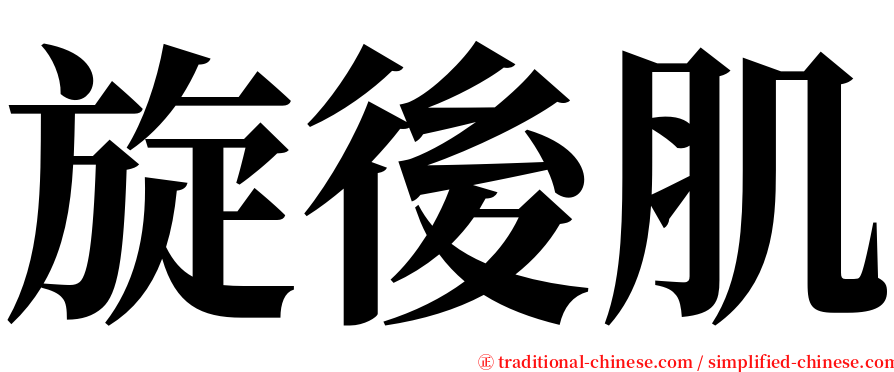 旋後肌 serif font