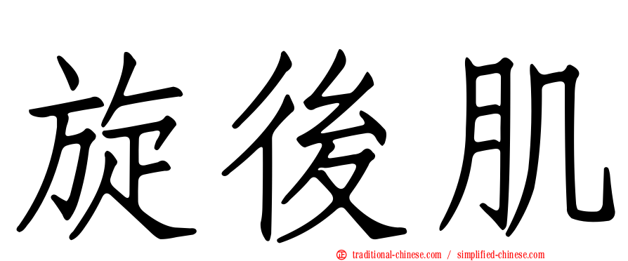 旋後肌