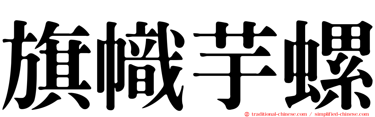旗幟芋螺