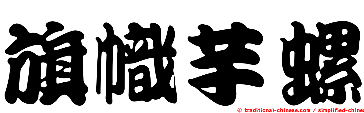 旗幟芋螺
