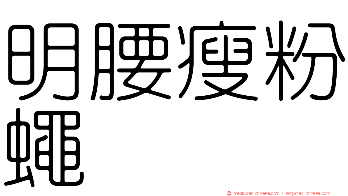 明腰瘦粉蠅