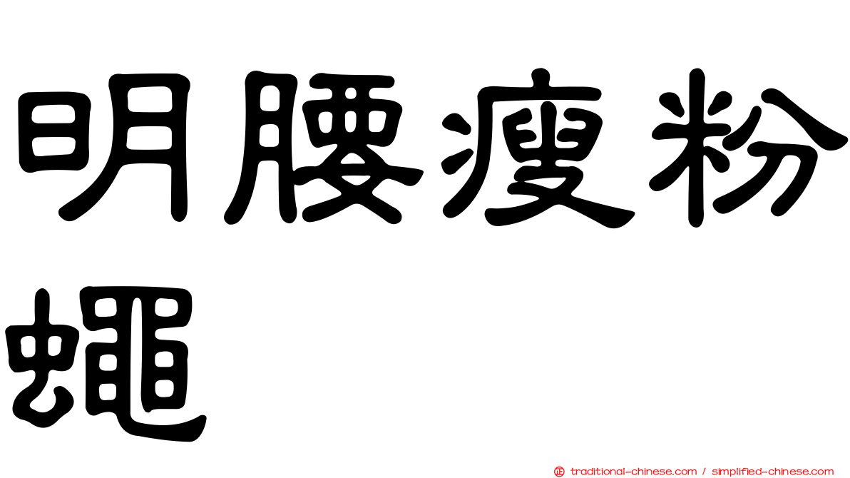 明腰瘦粉蠅