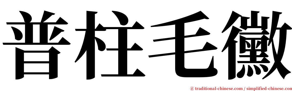 普柱毛黴 serif font