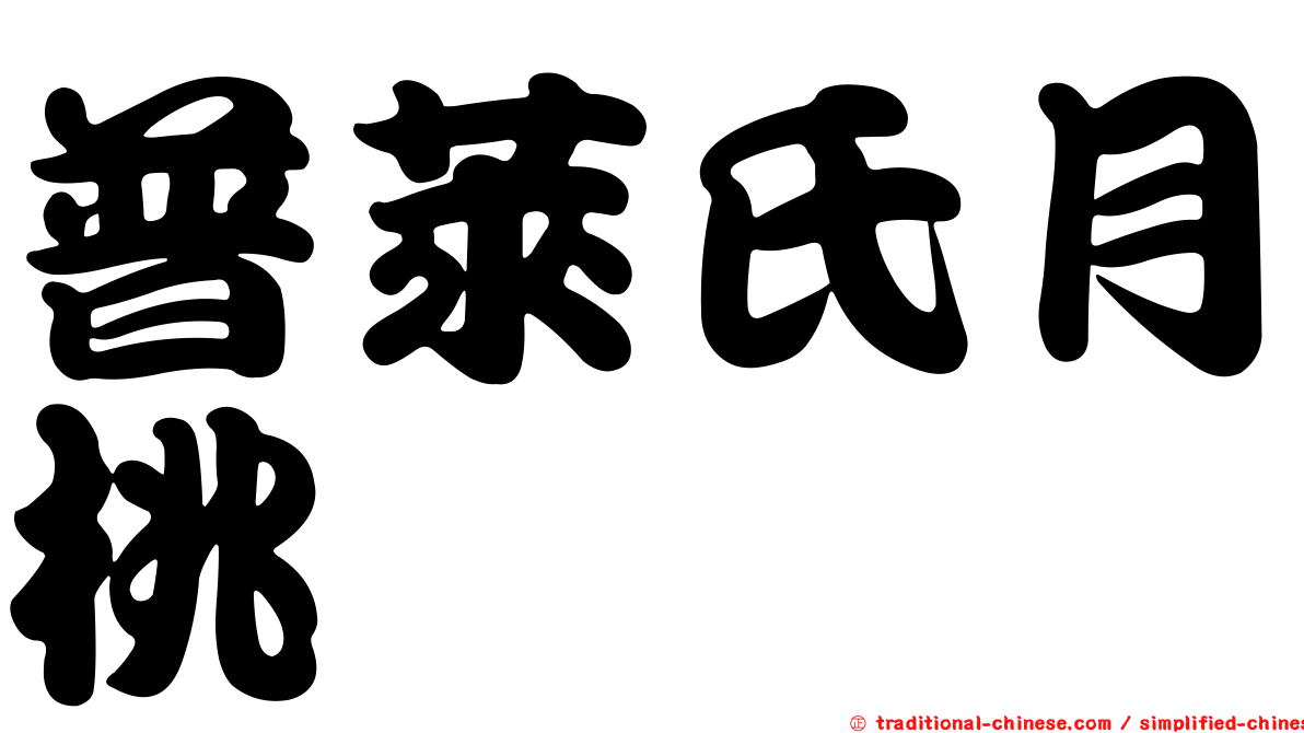 普萊氏月桃
