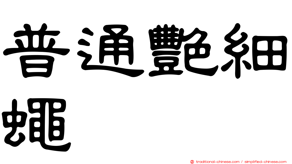 普通艷細蠅