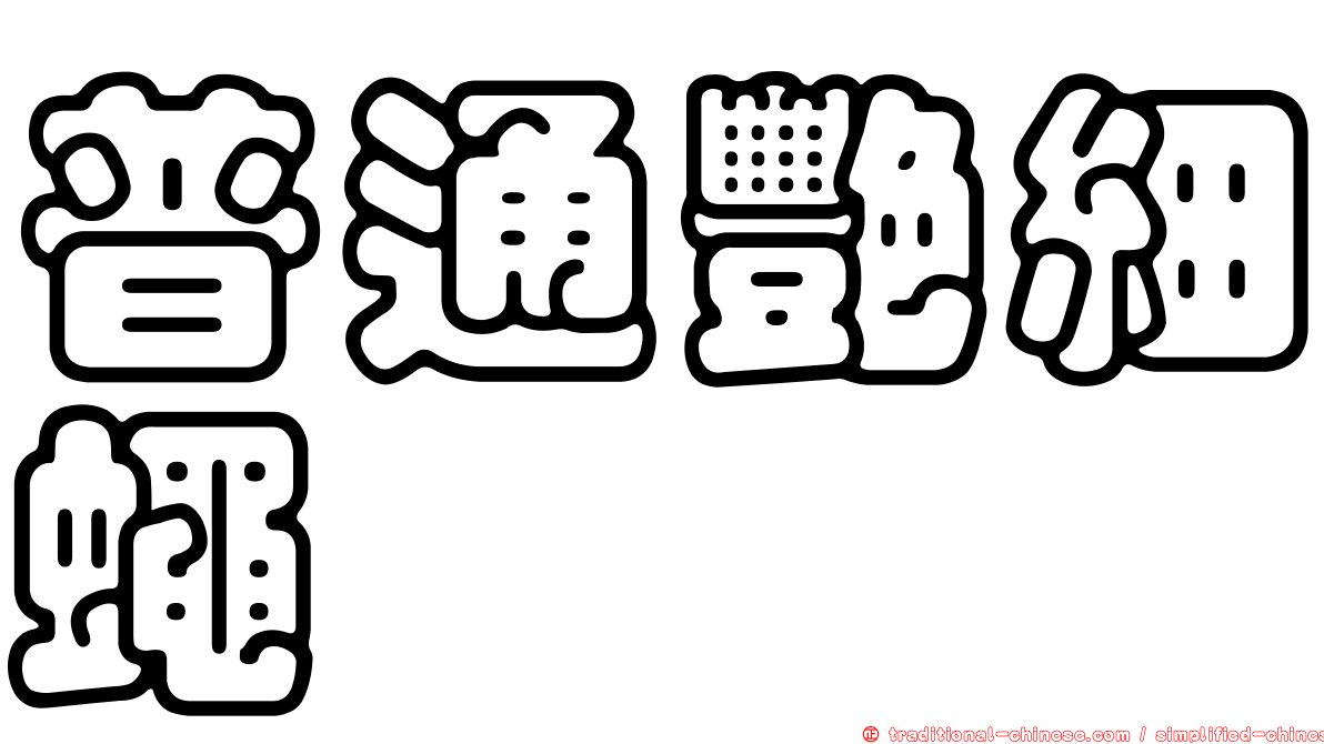 普通艷細蠅