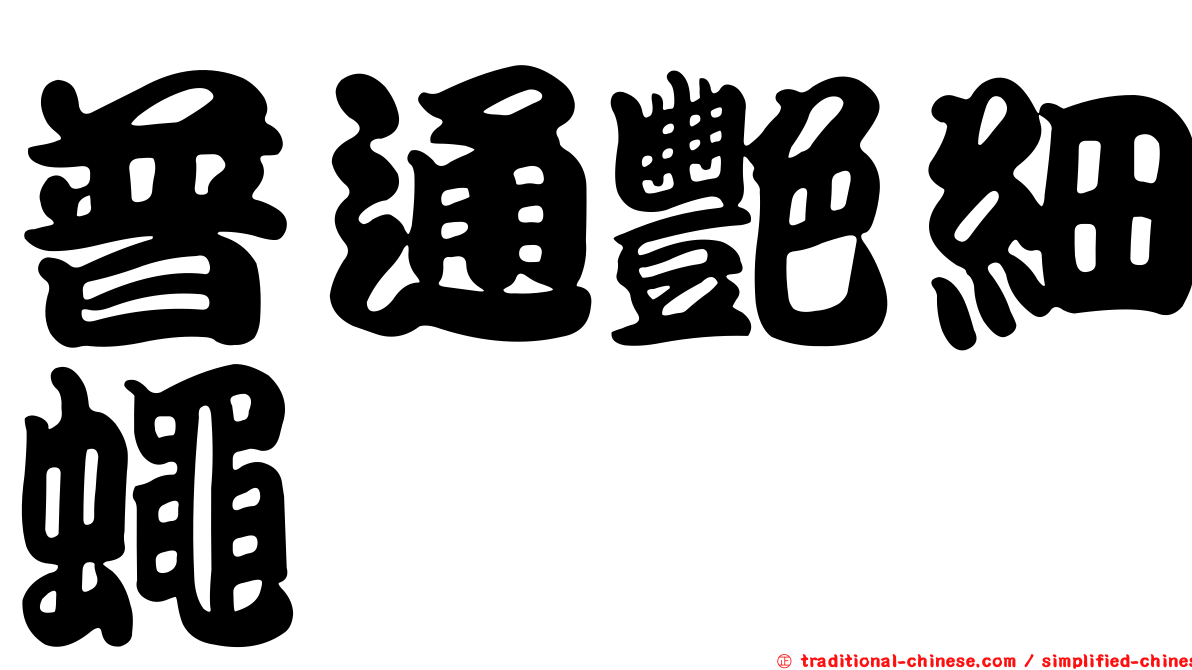普通艷細蠅