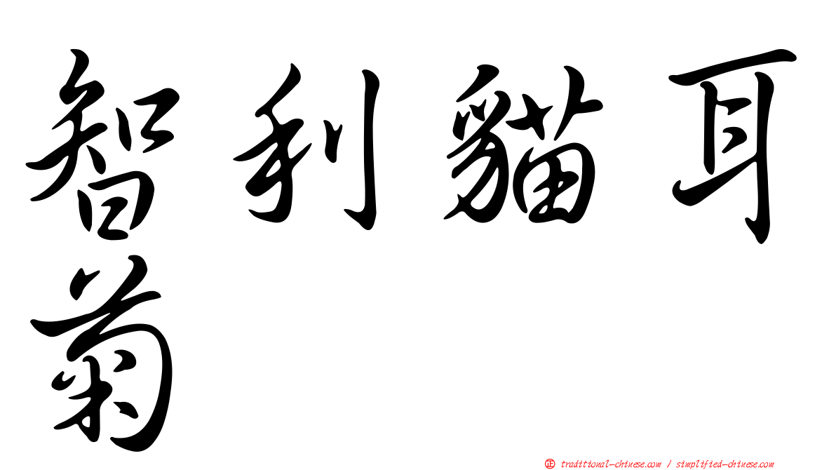 智利貓耳菊