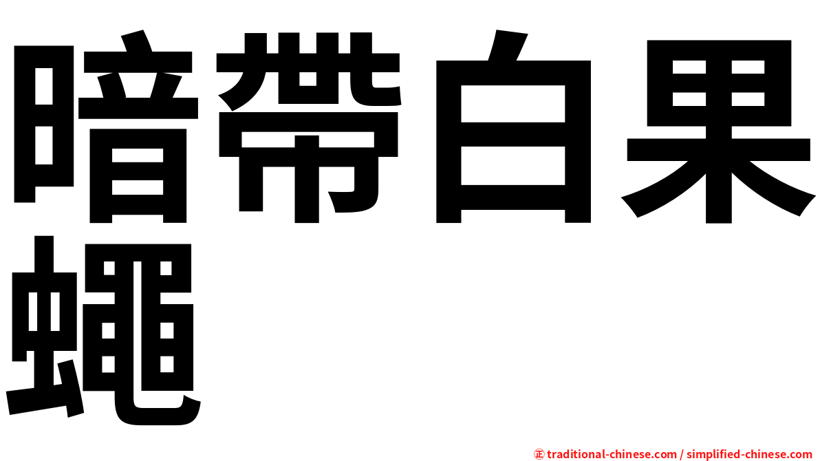 暗帶白果蠅