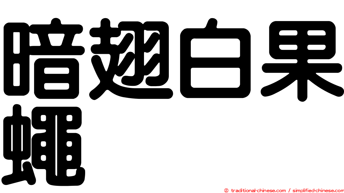 暗翅白果蠅